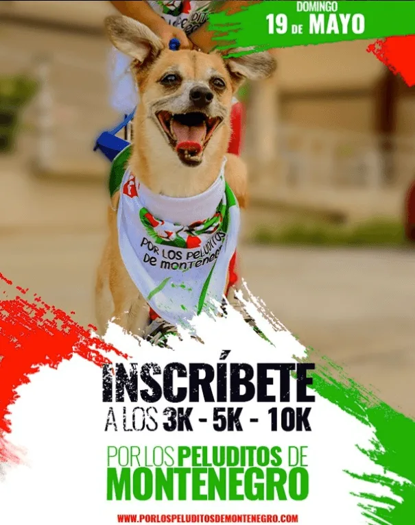 por-los-peluditos-de-montenegro