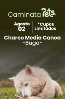 caminata-pets-buga