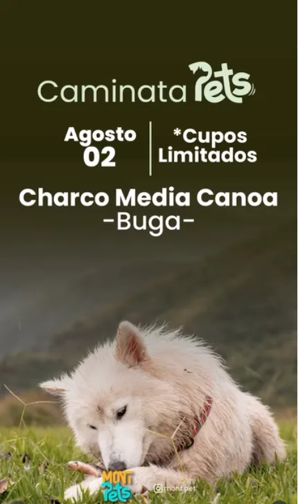 caminata-pets-buga